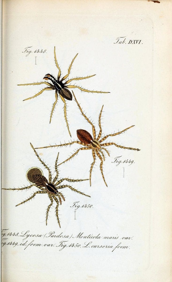 Die Arachniden :.NÃ¼rnberg :In der C. H. Zeh'schen Buchhandlung,1831-1848.  | Arachnida  | Vintage Print Reproduction 471103