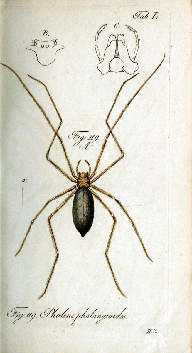 Die Arachniden. bd.1-4 (1831), plates 1-144NÃ¼rnberg :In der C. H. Zeh'schen Buchhandlung,1831-1848. | Arachnida arachnid  | Vintage Print Reproduction 471105