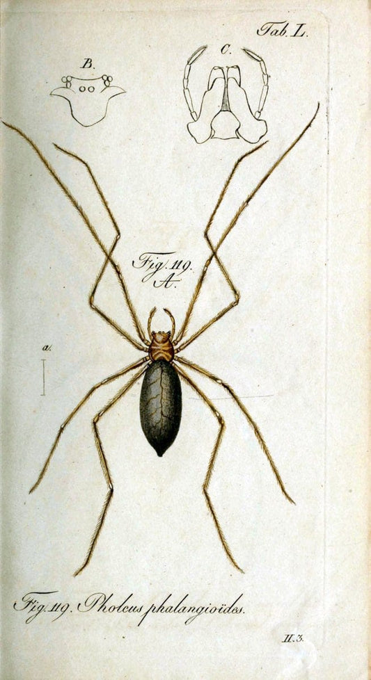 Die Arachniden. bd.1-4 (1831), plates 1-144NÃ¼rnberg :In der C. H. Zeh'schen Buchhandlung,1831-1848. | Arachnida arachnid  | Vintage Print Reproduction 471105