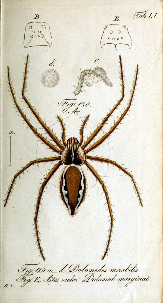 Die Arachniden. bd.1-4 (1831), plates 1-144NÃ¼rnberg :In der C. H. Zeh'schen Buchhandlung,1831-1848. | Arachnida arachnid  | Vintage Print Reproduction 471106
