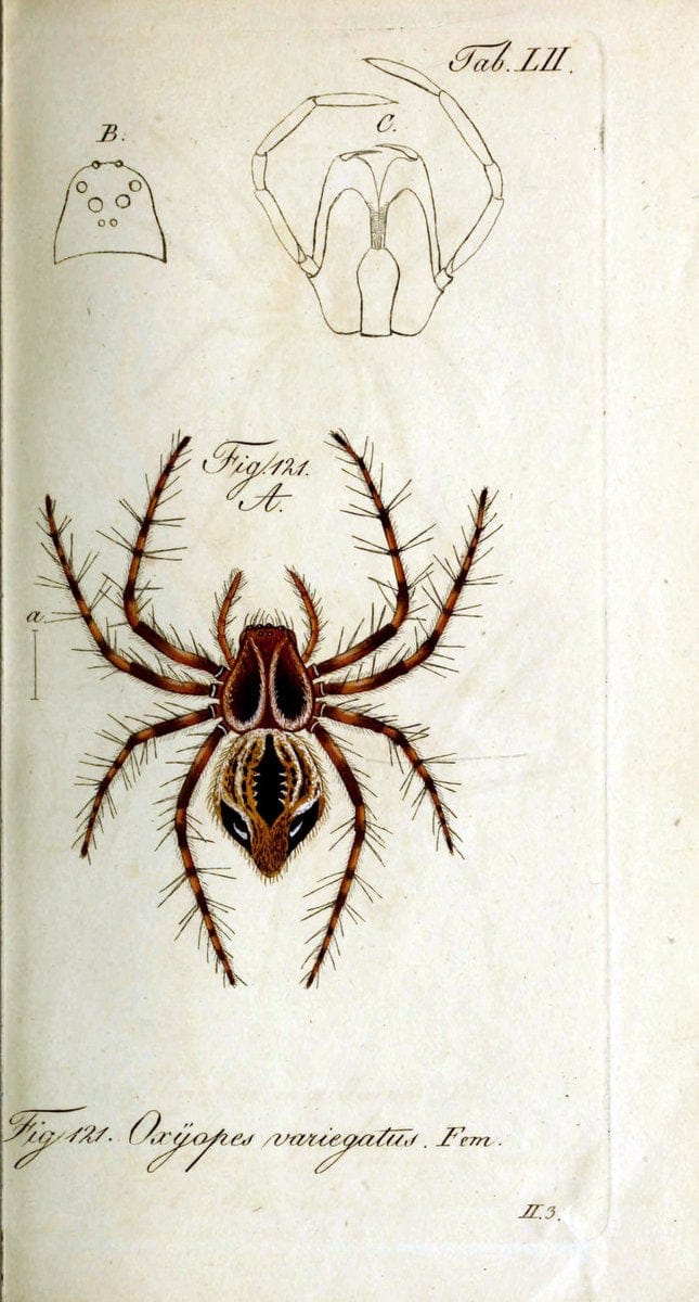 Die Arachniden. bd.1-4 (1831), plates 1-144NÃ¼rnberg :In der C. H. Zeh'schen Buchhandlung,1831-1848. | Arachnida arachnid  | Vintage Print Reproduction 471107