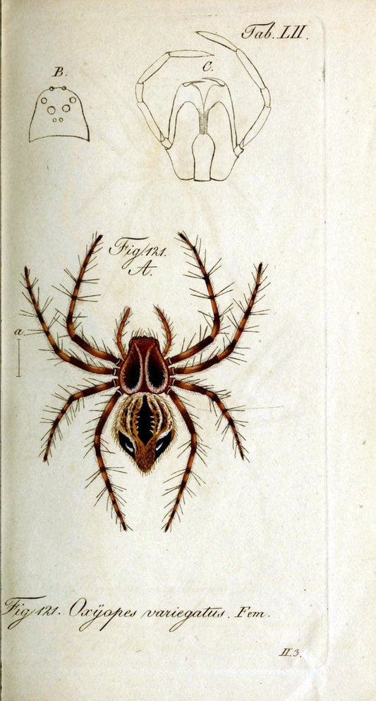 Die Arachniden. bd.1-4 (1831), plates 1-144NÃ¼rnberg :In der C. H. Zeh'schen Buchhandlung,1831-1848. | Arachnida arachnid  | Vintage Print Reproduction 471107