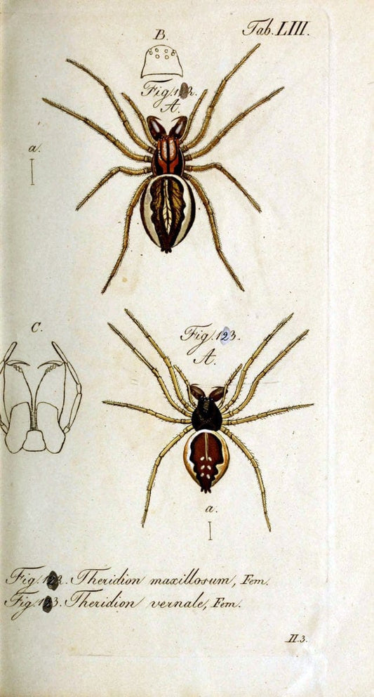 Die Arachniden. bd.1-4 (1831), plates 1-144NÃ¼rnberg :In der C. H. Zeh'schen Buchhandlung,1831-1848. | Arachnida arachnid  | Vintage Print Reproduction 471108