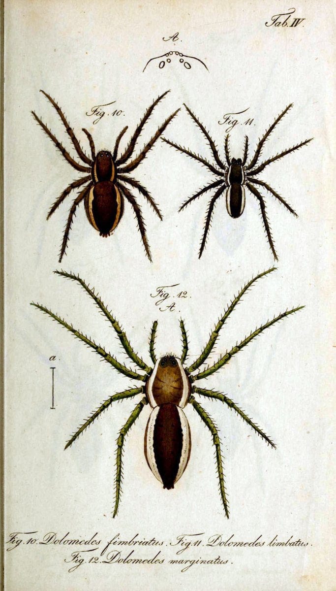 Die Arachniden. bd.1-4 (1831), plates 1-144NÃ¼rnberg :In der C. H. Zeh'schen Buchhandlung,1831-1848. | Arachnida arachnid  | Vintage Print Reproduction 471109