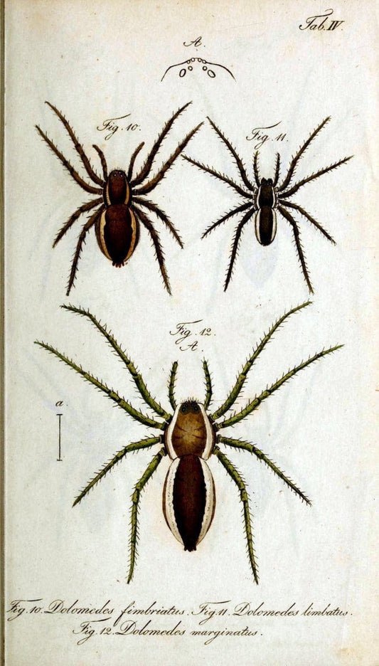 Die Arachniden. bd.1-4 (1831), plates 1-144NÃ¼rnberg :In der C. H. Zeh'schen Buchhandlung,1831-1848. | Arachnida arachnid  | Vintage Print Reproduction 471109