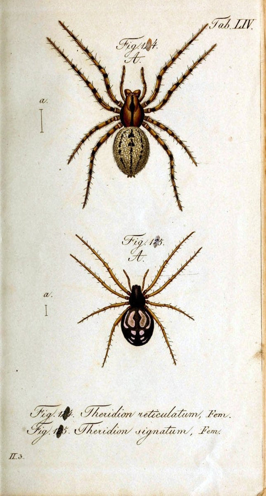 Die Arachniden. bd.1-4 (1831), plates 1-144NÃ¼rnberg :In der C. H. Zeh'schen Buchhandlung,1831-1848. | Arachnida arachnid  | Vintage Print Reproduction 471110