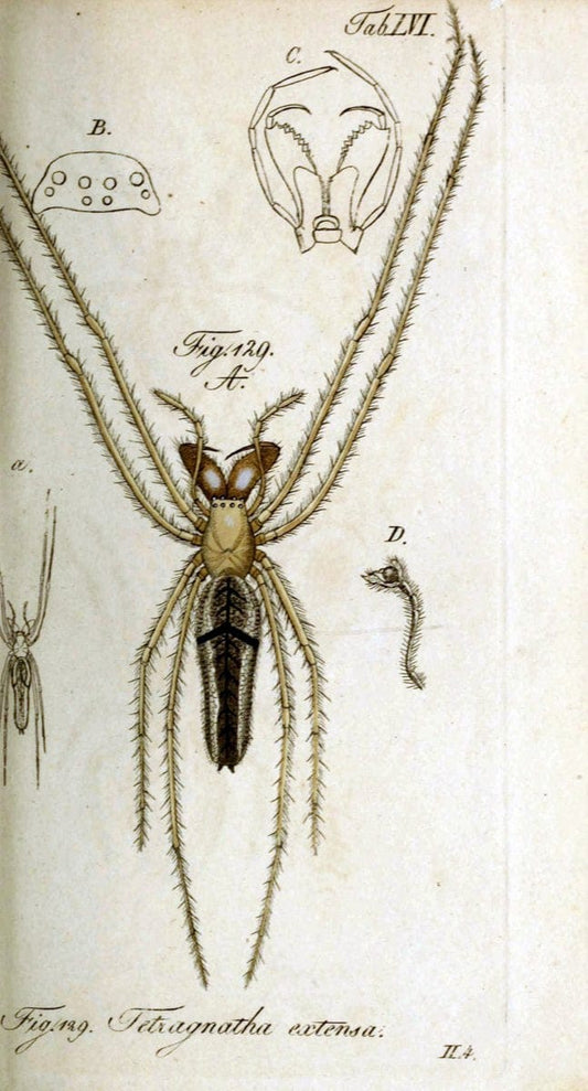 Die Arachniden. bd.1-4 (1831), plates 1-144NÃ¼rnberg :In der C. H. Zeh'schen Buchhandlung,1831-1848. | Arachnida arachnid  | Vintage Print Reproduction 471112