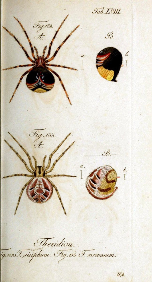 Die Arachniden. bd.1-4 (1831), plates 1-144NÃ¼rnberg :In der C. H. Zeh'schen Buchhandlung,1831-1848. | Arachnida arachnid  | Vintage Print Reproduction 471114