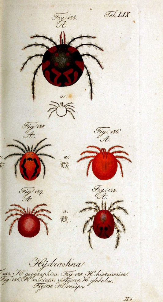 Die Arachniden. bd.1-4 (1831), plates 1-144NÃ¼rnberg :In der C. H. Zeh'schen Buchhandlung,1831-1848. | Arachnida arachnid  | Vintage Print Reproduction 471115