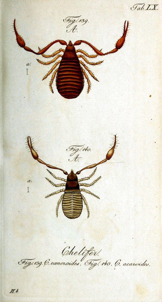 Die Arachniden. bd.1-4 (1831), plates 1-144NÃ¼rnberg :In der C. H. Zeh'schen Buchhandlung,1831-1848. | Arachnida arachnid  | Vintage Print Reproduction 471116