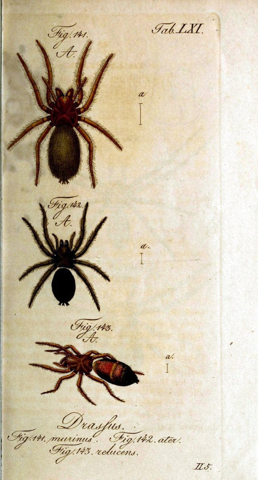 Die Arachniden. bd.1-4 (1831), plates 1-144NÃ¼rnberg :In der C. H. Zeh'schen Buchhandlung,1831-1848. | Arachnida arachnid  | Vintage Print Reproduction 471117