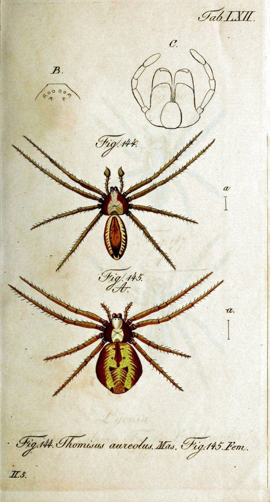 Die Arachniden. bd.1-4 (1831), plates 1-144NÃ¼rnberg :In der C. H. Zeh'schen Buchhandlung,1831-1848. | Arachnida arachnid  | Vintage Print Reproduction 471118