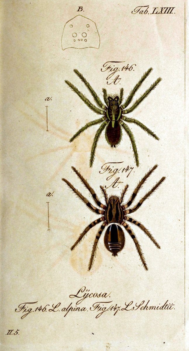 Die Arachniden. bd.1-4 (1831), plates 1-144NÃ¼rnberg :In der C. H. Zeh'schen Buchhandlung,1831-1848. | Arachnida arachnid  | Vintage Print Reproduction 471119