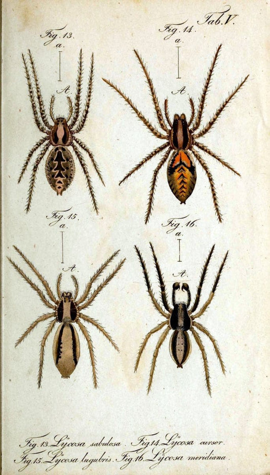 Die Arachniden. bd.1-4 (1831), plates 1-144NÃ¼rnberg :In der C. H. Zeh'schen Buchhandlung,1831-1848. | Arachnida arachnid  | Vintage Print Reproduction 471120