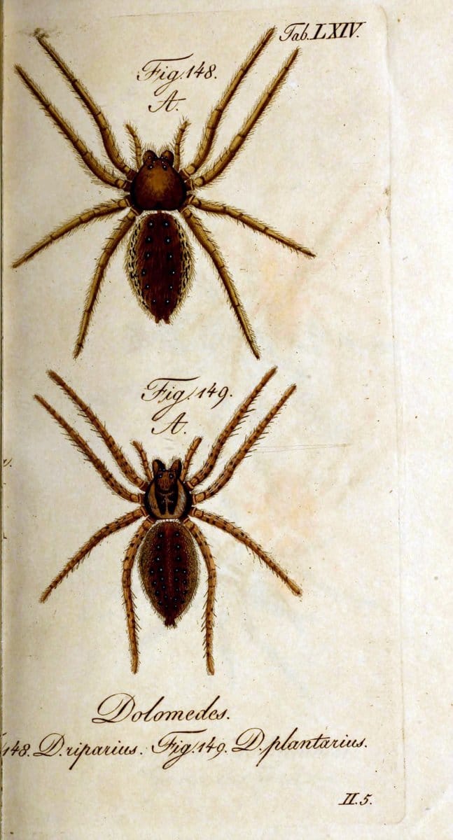 Die Arachniden. bd.1-4 (1831), plates 1-144NÃ¼rnberg :In der C. H. Zeh'schen Buchhandlung,1831-1848. | Arachnida arachnid  | Vintage Print Reproduction 471121
