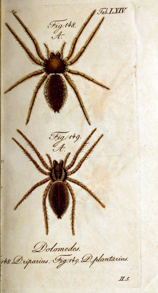 Die Arachniden. bd.1-4 (1831), plates 1-144NÃ¼rnberg :In der C. H. Zeh'schen Buchhandlung,1831-1848. | Arachnida arachnid  | Vintage Print Reproduction 471121