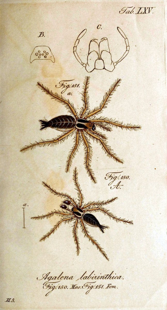 Die Arachniden. bd.1-4 (1831), plates 1-144NÃ¼rnberg :In der C. H. Zeh'schen Buchhandlung,1831-1848. | Arachnida arachnid  | Vintage Print Reproduction 471122