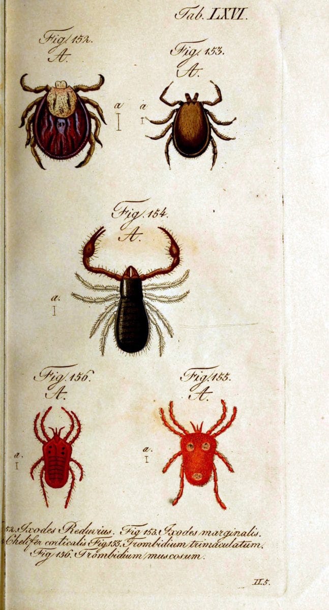 Die Arachniden. bd.1-4 (1831), plates 1-144NÃ¼rnberg :In der C. H. Zeh'schen Buchhandlung,1831-1848. | Arachnida arachnid  | Vintage Print Reproduction 471123