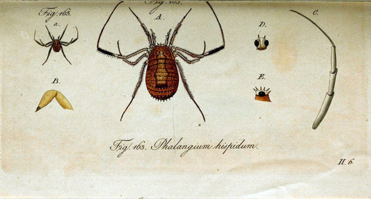 Die Arachniden. bd.1-4 (1831), plates 1-144NÃ¼rnberg :In der C. H. Zeh'schen Buchhandlung,1831-1848. | Arachnida arachnid  | Vintage Print Reproduction 471125