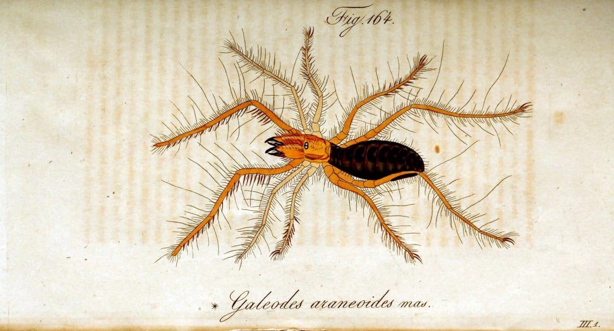 Die Arachniden. bd.1-4 (1831), plates 1-144NÃ¼rnberg :In der C. H. Zeh'schen Buchhandlung,1831-1848. | Arachnida arachnid  | Vintage Print Reproduction 471126