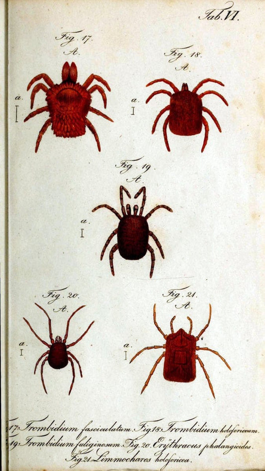 Die Arachniden. bd.1-4 (1831), plates 1-144NÃ¼rnberg :In der C. H. Zeh'schen Buchhandlung,1831-1848. | Arachnida arachnid  | Vintage Print Reproduction 471127