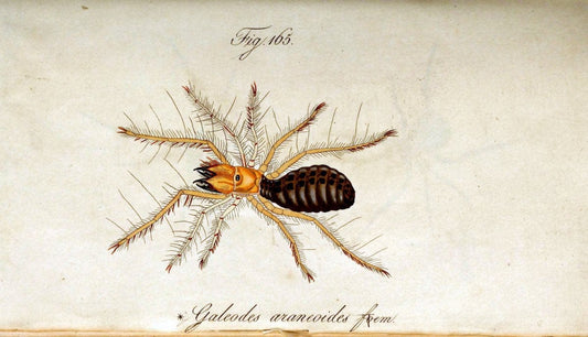 Die Arachniden. bd.1-4 (1831), plates 1-144NÃ¼rnberg :In der C. H. Zeh'schen Buchhandlung,1831-1848. | Arachnida arachnid  | Vintage Print Reproduction 471128