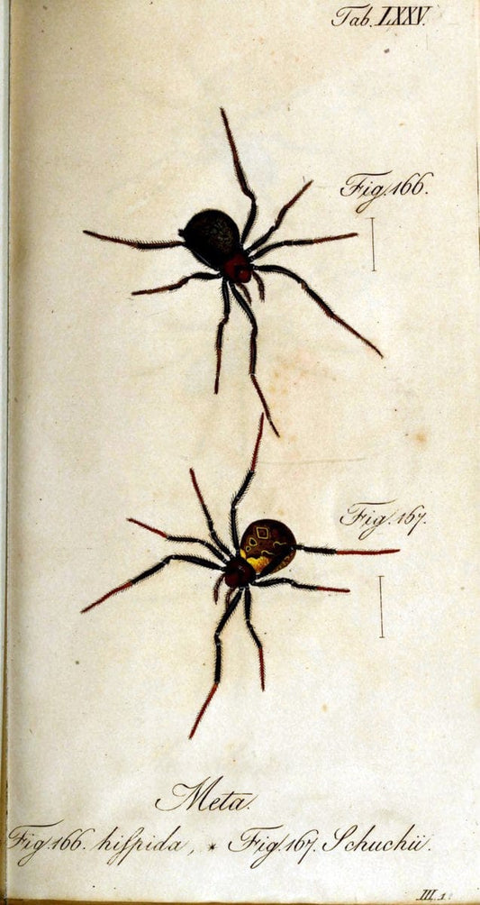 Die Arachniden. bd.1-4 (1831), plates 1-144NÃ¼rnberg :In der C. H. Zeh'schen Buchhandlung,1831-1848. | Arachnida arachnid  | Vintage Print Reproduction 471129