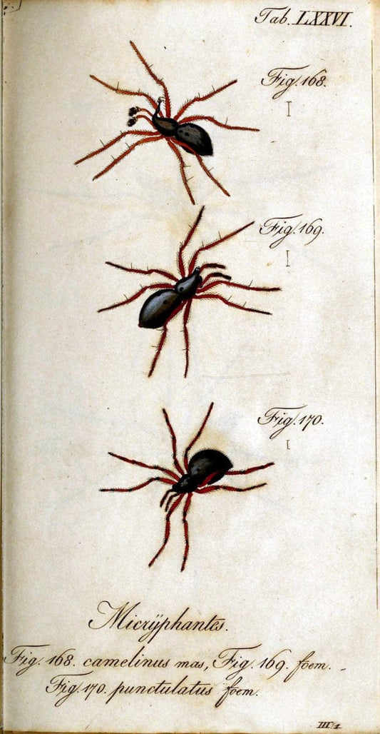 Die Arachniden. bd.1-4 (1831), plates 1-144NÃ¼rnberg :In der C. H. Zeh'schen Buchhandlung,1831-1848. | Arachnida arachnid  | Vintage Print Reproduction 471130