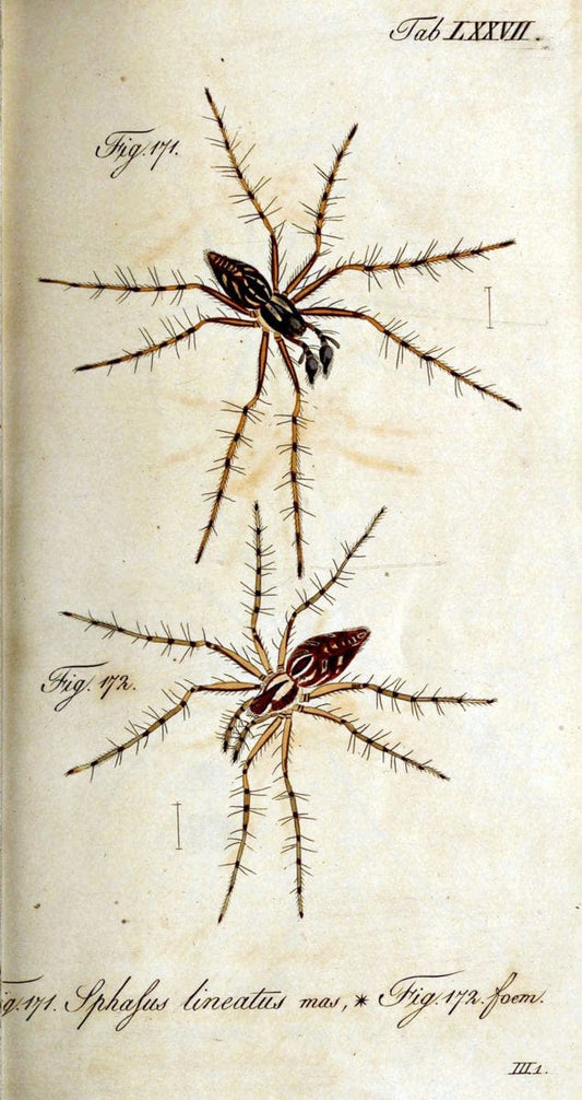 Die Arachniden. bd.1-4 (1831), plates 1-144NÃ¼rnberg :In der C. H. Zeh'schen Buchhandlung,1831-1848. | Arachnida arachnid  | Vintage Print Reproduction 471131