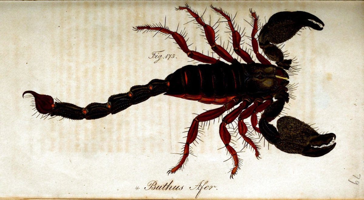 Die Arachniden. bd.1-4 (1831), plates 1-144NÃ¼rnberg :In der C. H. Zeh'schen Buchhandlung,1831-1848. | Arachnida arachnid  | Vintage Print Reproduction 471133