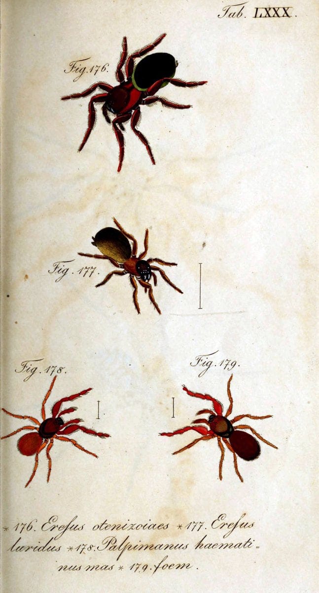 Die Arachniden. bd.1-4 (1831), plates 1-144NÃ¼rnberg :In der C. H. Zeh'schen Buchhandlung,1831-1848. | Arachnida arachnid  | Vintage Print Reproduction 471134