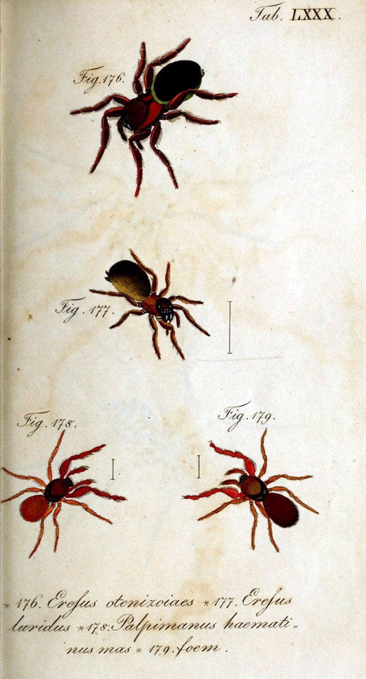 Die Arachniden. bd.1-4 (1831), plates 1-144NÃ¼rnberg :In der C. H. Zeh'schen Buchhandlung,1831-1848. | Arachnida arachnid  | Vintage Print Reproduction 471134
