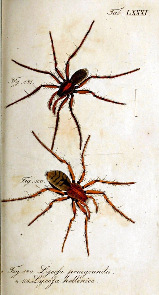 Die Arachniden. bd.1-4 (1831), plates 1-144NÃ¼rnberg :In der C. H. Zeh'schen Buchhandlung,1831-1848. | Arachnida arachnid  | Vintage Print Reproduction 471135