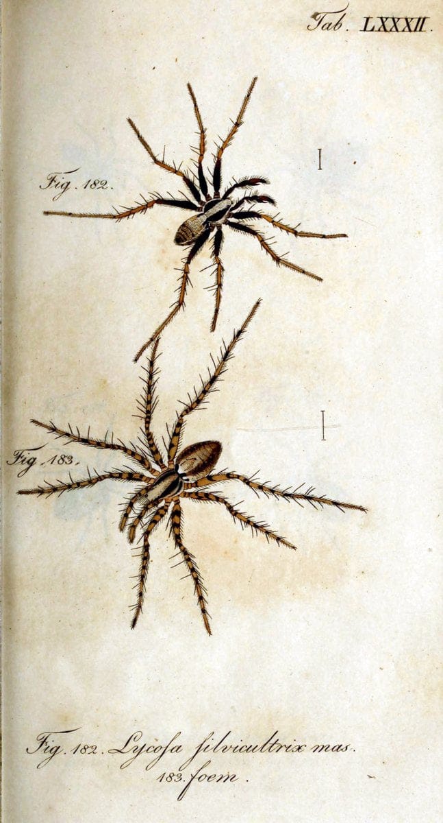 Die Arachniden. bd.1-4 (1831), plates 1-144NÃ¼rnberg :In der C. H. Zeh'schen Buchhandlung,1831-1848. | Arachnida arachnid  | Vintage Print Reproduction 471136