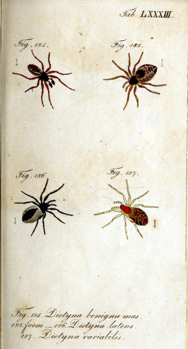 Die Arachniden. bd.1-4 (1831), plates 1-144NÃ¼rnberg :In der C. H. Zeh'schen Buchhandlung,1831-1848. | Arachnida arachnid  | Vintage Print Reproduction 471137