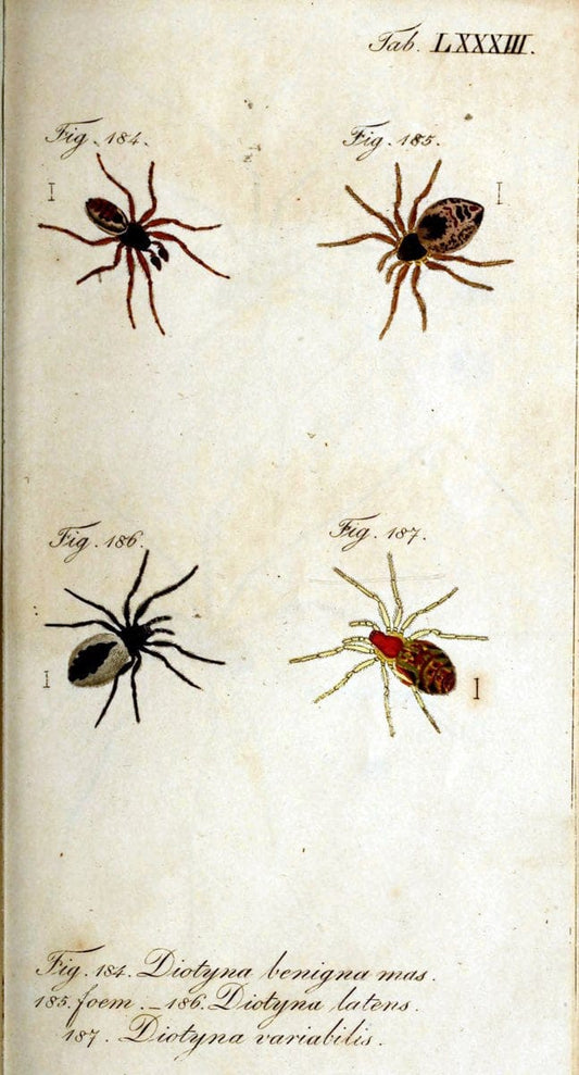 Die Arachniden. bd.1-4 (1831), plates 1-144NÃ¼rnberg :In der C. H. Zeh'schen Buchhandlung,1831-1848. | Arachnida arachnid  | Vintage Print Reproduction 471137