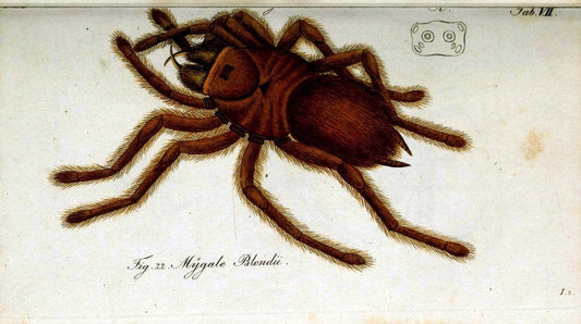 Die Arachniden. bd.1-4 (1831), plates 1-144NÃ¼rnberg :In der C. H. Zeh'schen Buchhandlun | Arachnida arachnid  "taxonomy:genus=Theraphosa blondi" | Vintage Print Reproduction 471138