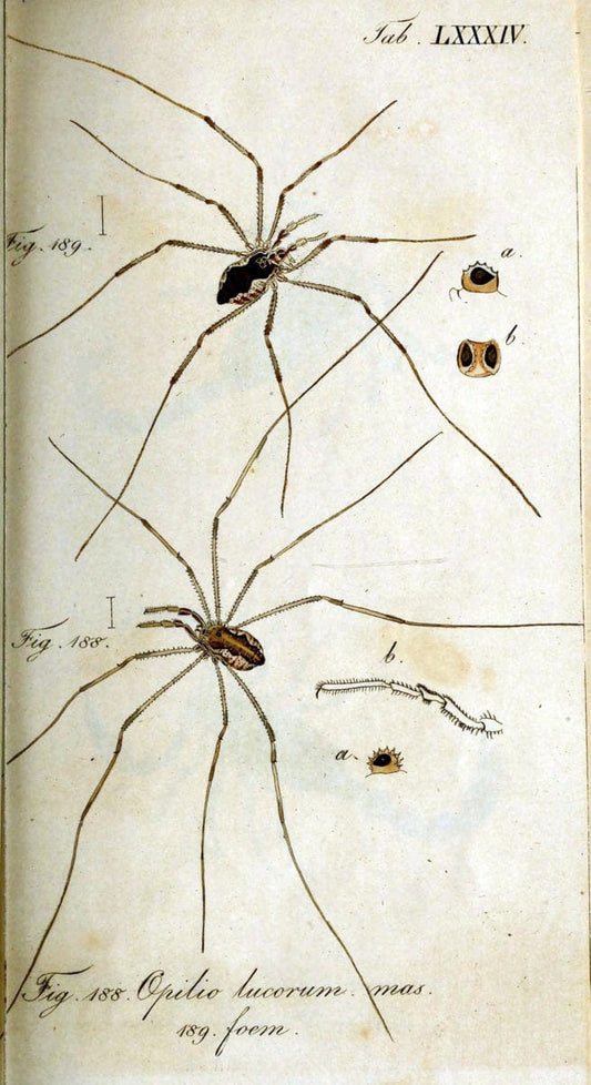 Die Arachniden. bd.1-4 (1831), plates 1-144NÃ¼rnberg :In der C. H. Zeh'schen Buchhandlung,1831-1848. | Arachnida arachnid  | Vintage Print Reproduction 471139