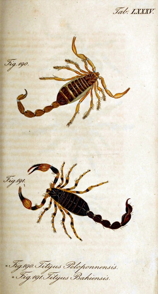 Die Arachniden. bd.1-4 (1831), plates 1-144NÃ¼rnberg :In der C. H. Zeh'schen Buchhandlung,1831-1848. | Arachnida arachnid  | Vintage Print Reproduction 471140