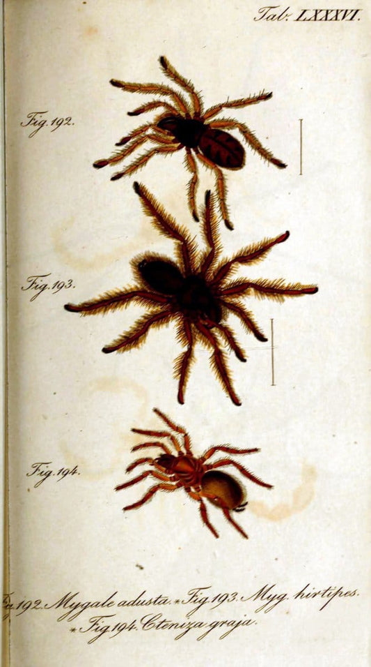 Die Arachniden. bd.1-4 (1831), plates 1-144NÃ¼rnberg :In der C. H. Zeh'schen Buchhandlung,1831-1848. | Arachnida arachnid  | Vintage Print Reproduction 471141