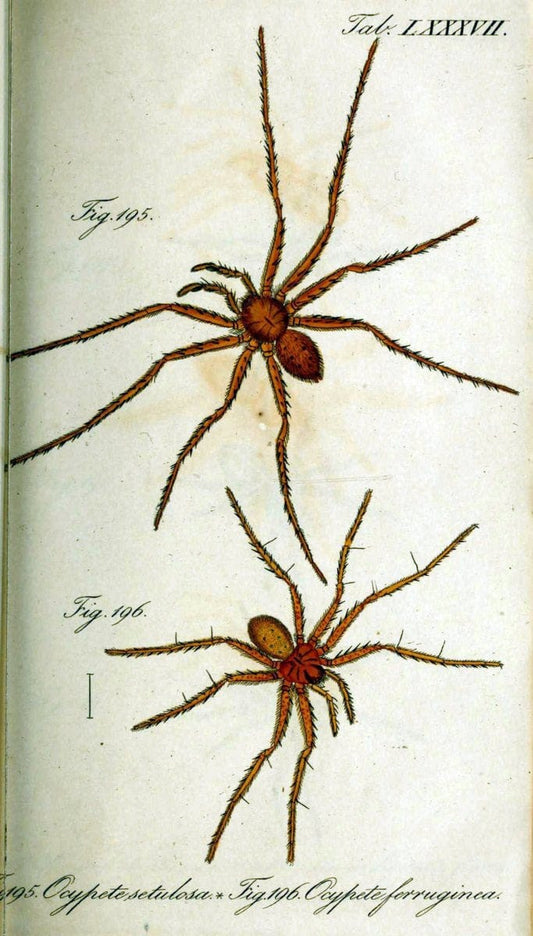 Die Arachniden. bd.1-4 (1831), plates 1-144NÃ¼rnberg :In der C. H. Zeh'schen Buchhandlung,1831-1848. | Arachnida arachnid  | Vintage Print Reproduction 471142