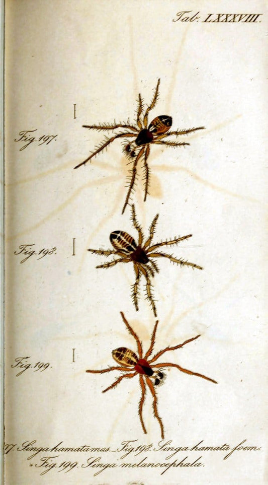Die Arachniden. bd.1-4 (1831), plates 1-144NÃ¼rnberg :In der C. H. Zeh'schen Buchhandlung,1831-1848. | Arachnida arachnid  | Vintage Print Reproduction 471143