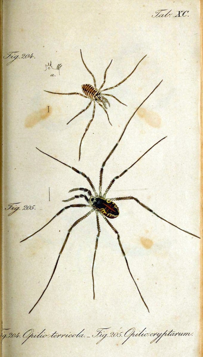 Die Arachniden. bd.1-4 (1831), plates 1-144NÃ¼rnberg :In der C. H. Zeh'schen Buchhandlung,1831-1848. | Arachnida arachnid  | Vintage Print Reproduction 471145