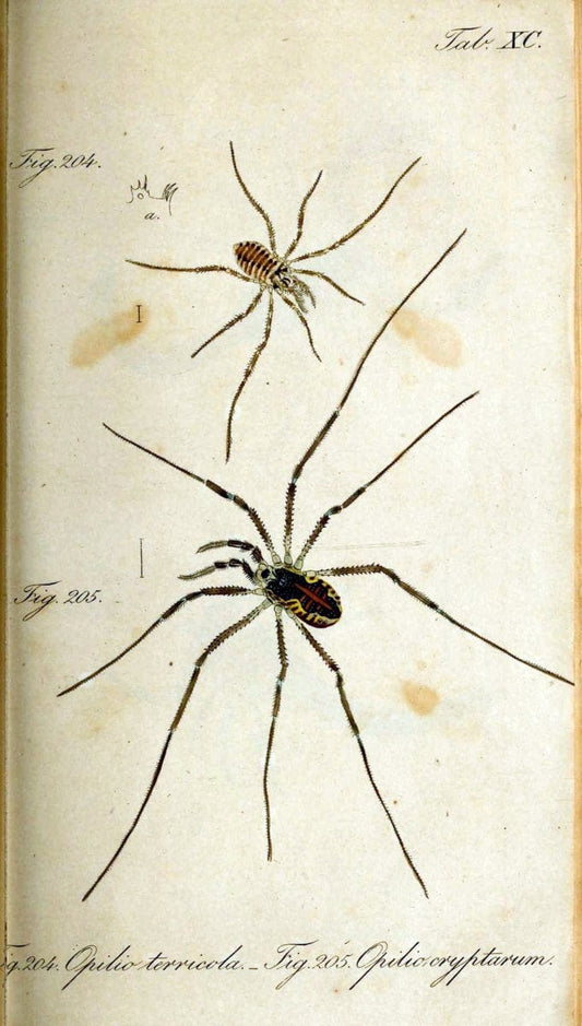 Die Arachniden. bd.1-4 (1831), plates 1-144NÃ¼rnberg :In der C. H. Zeh'schen Buchhandlung,1831-1848. | Arachnida arachnid  | Vintage Print Reproduction 471145