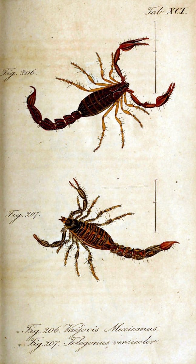 Die Arachniden. bd.1-4 (1831), plates 1-144NÃ¼rnberg :In der C. H. Zeh'schen Buchhandlung,1831-1848. | Arachnida arachnid  | Vintage Print Reproduction 471146