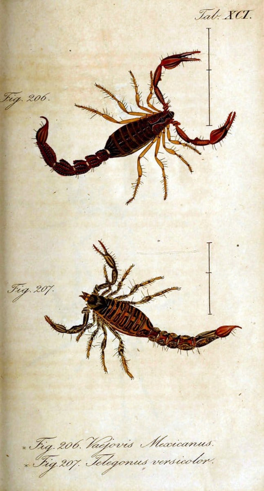 Die Arachniden. bd.1-4 (1831), plates 1-144NÃ¼rnberg :In der C. H. Zeh'schen Buchhandlung,1831-1848. | Arachnida arachnid  | Vintage Print Reproduction 471146