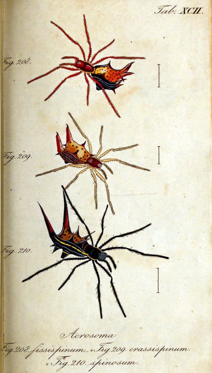Die Arachniden. bd.1-4 (1831), plates 1-144NÃ¼rnberg :In der C. H. Zeh'schen Buchhandlung,1831-1848. | Arachnida arachnid  | Vintage Print Reproduction 471147