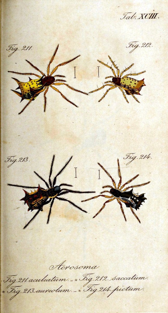 Die Arachniden. bd.1-4 (1831), plates 1-144NÃ¼rnberg :In der C. H. Zeh'schen Buchhandlung,1831-1848. | Arachnida arachnid  | Vintage Print Reproduction 471148