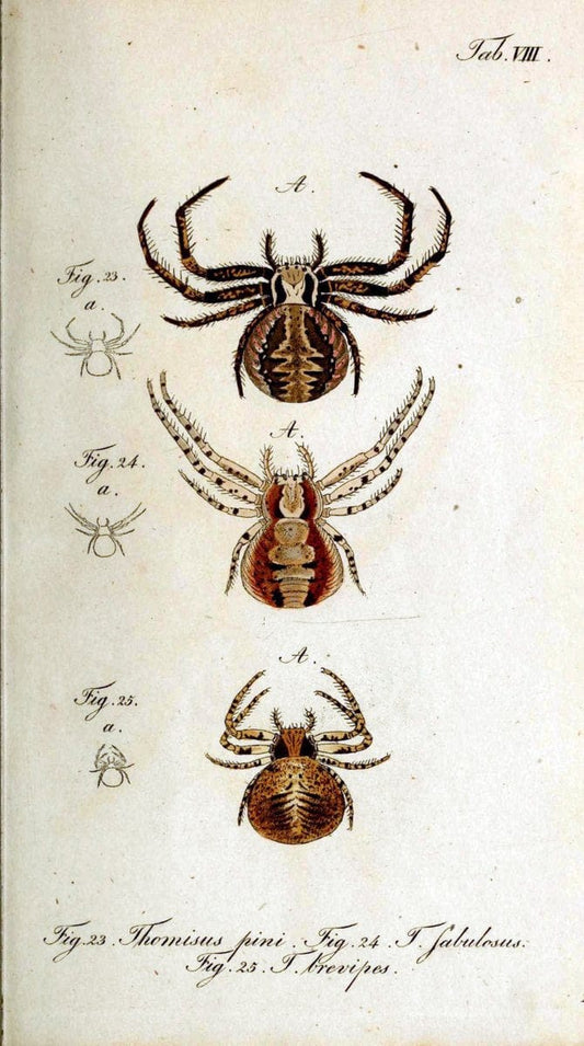 Die Arachniden. bd.1-4 (1831), plates 1-144NÃ¼rnberg :In der C. H. Zeh'schen Buchhandlung,1831-1848. | Arachnida arachnid  | Vintage Print Reproduction 471149