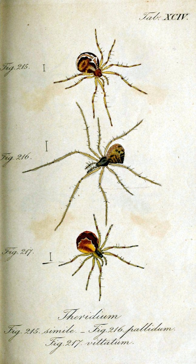 Die Arachniden. bd.1-4 (1831), plates 1-144NÃ¼rnberg :In der C. H. Zeh'schen Buchhandlung,1831-1848. | Arachnida arachnid  | Vintage Print Reproduction 471150